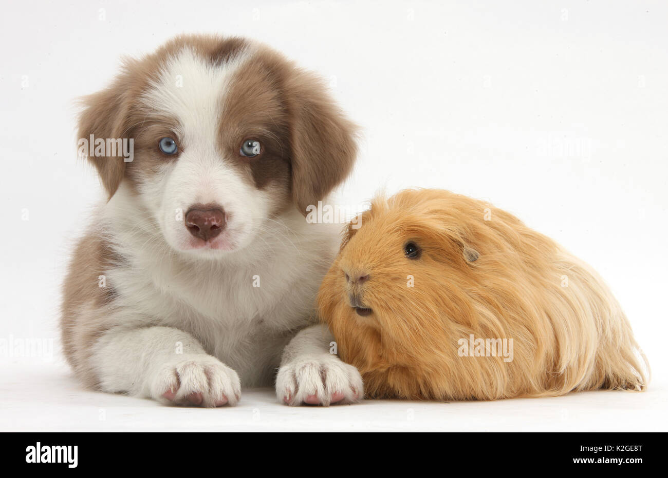 Do Guinea Pigs And Dogs Get Along