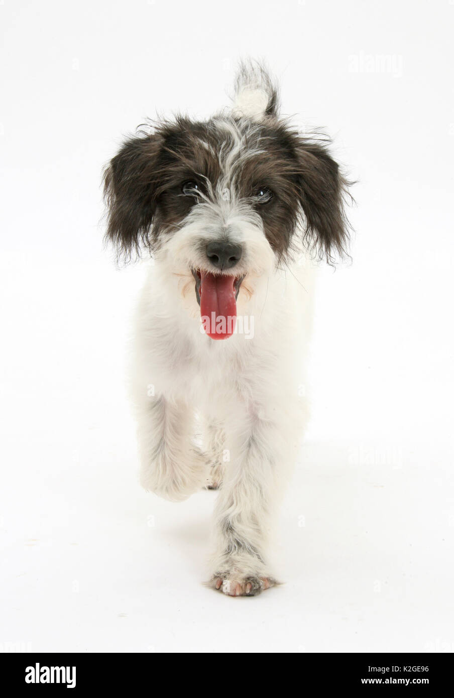 Black and white jack russell hi res stock photography and images Alamy