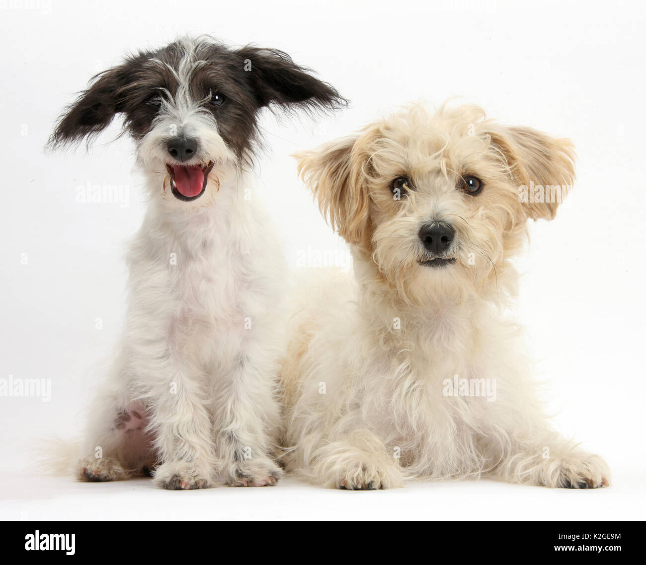 Black-and-white Jack-a-poo, Jack Russell cross Poodle puppy, age 4 months with Bichon Frise x Jack Russell. Stock Photo