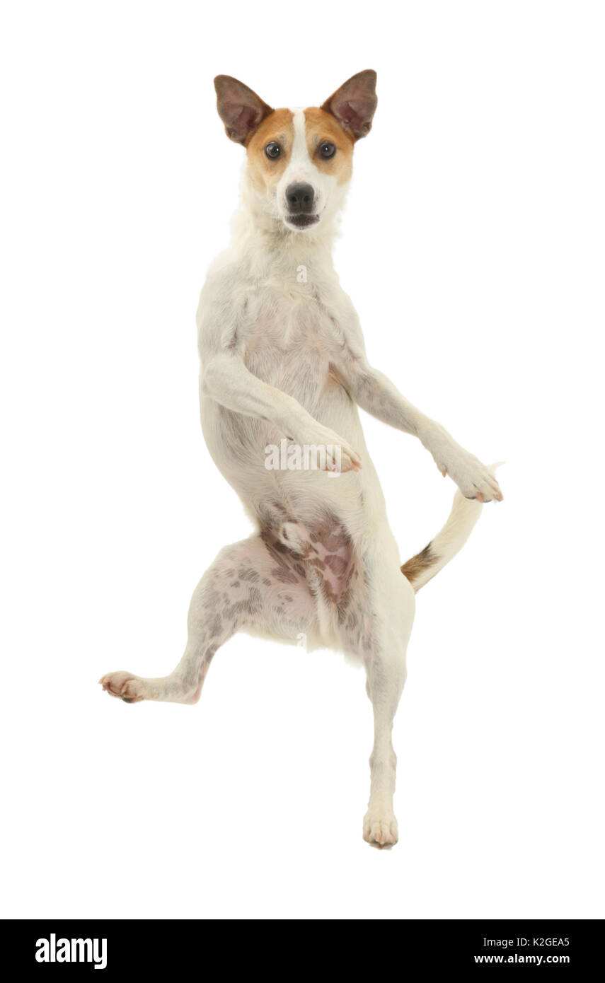 Jack Russell Terrier, Milo, age 5 years, leaping high in the air. Stock Photo