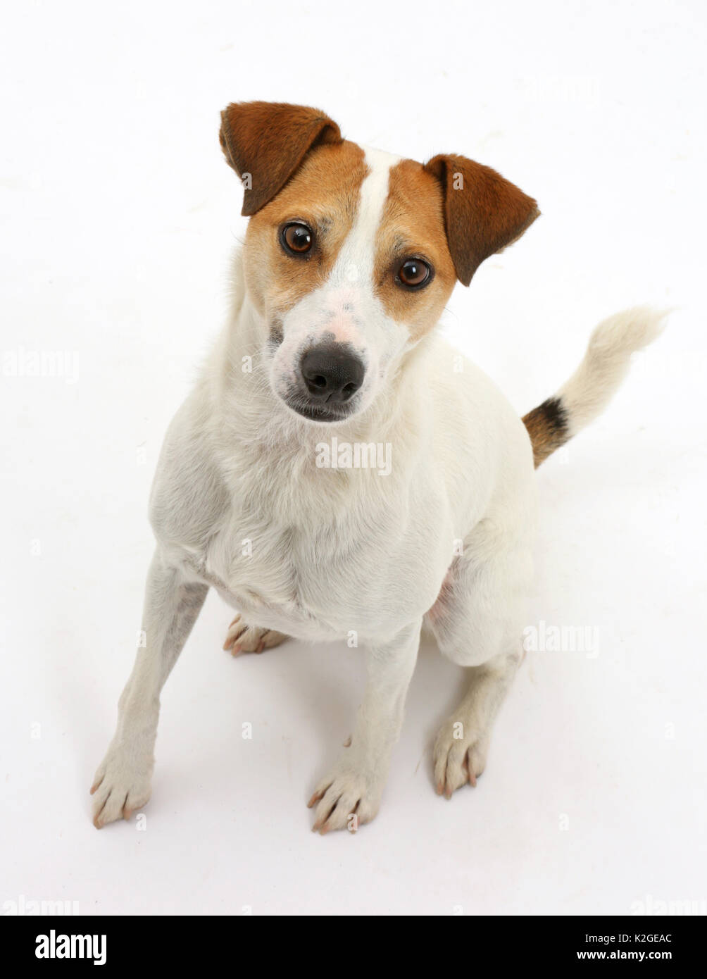 Jack Russell Terrier, Milo, age 5 years, sitting and looking up Stock Photo  - Alamy