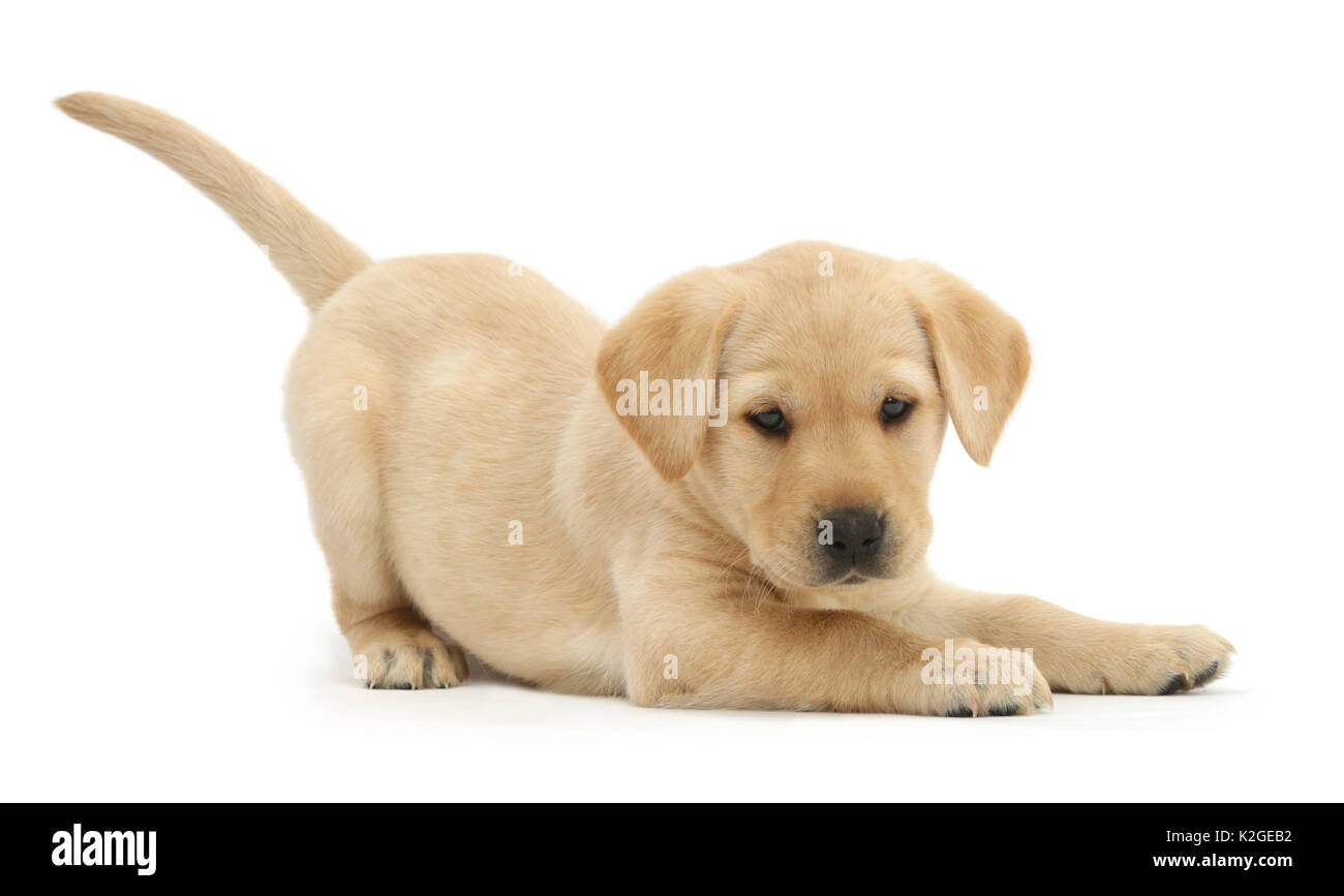 Baby 2025 yellow lab