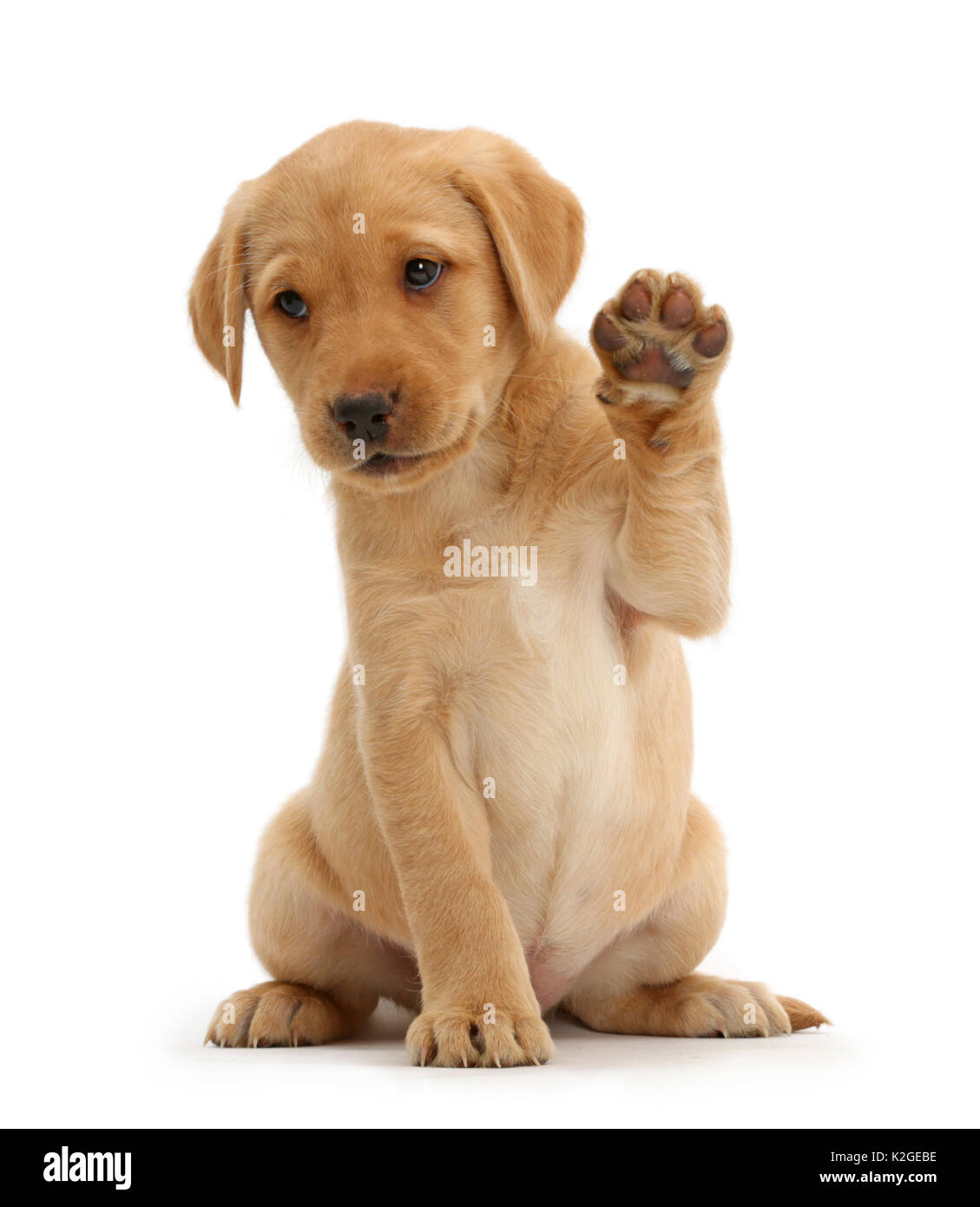 Yellow Labrador Retriever puppy, 8 weeks old, sitting with raised paw Stock Photo