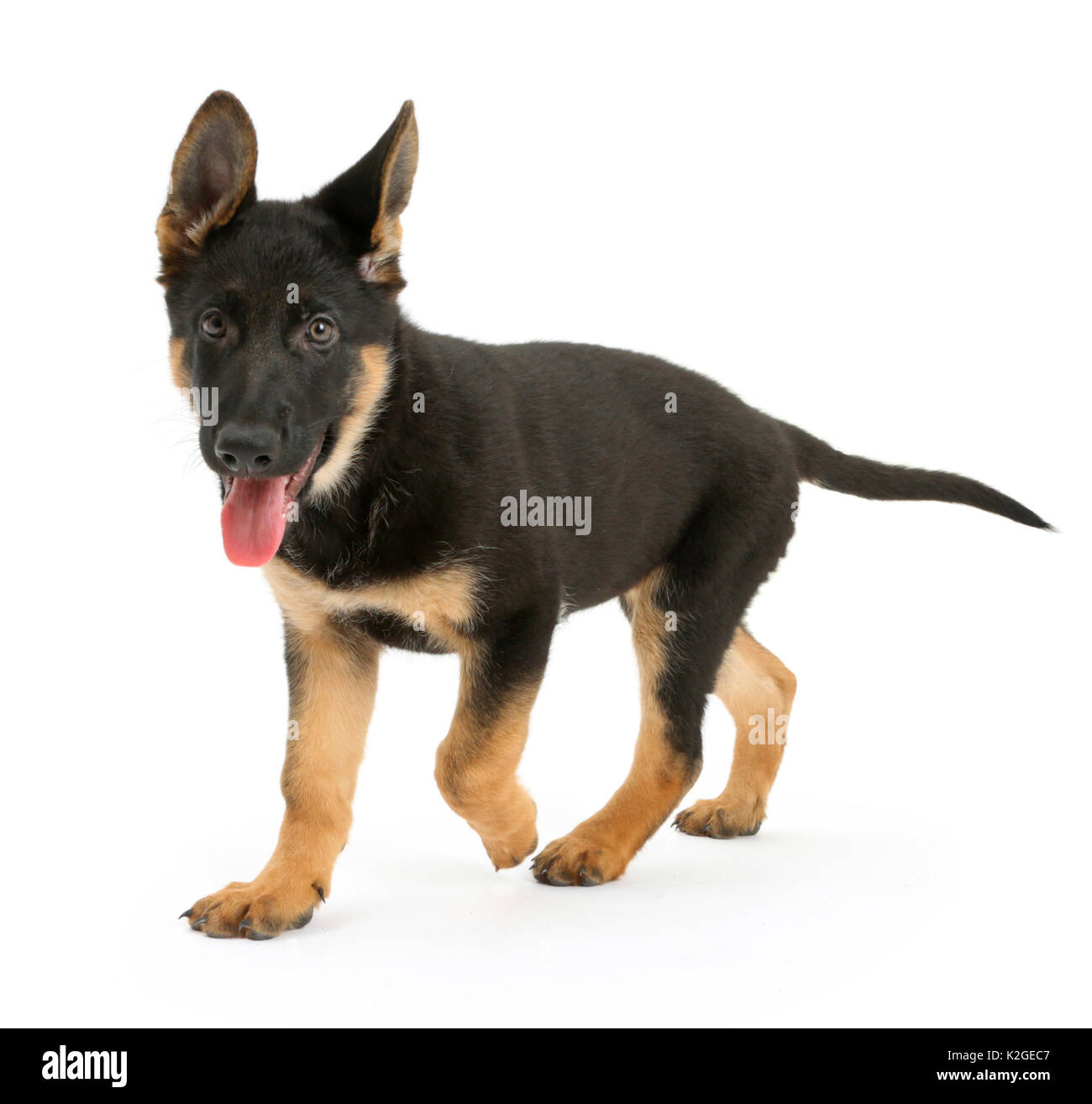 German Shepherd Dog puppy, age 8 weeks, walking Stock Photo - Alamy