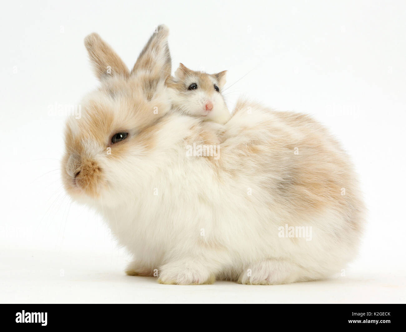 Young Rabbit with Roborovski hamster riding on back. Stock Photo