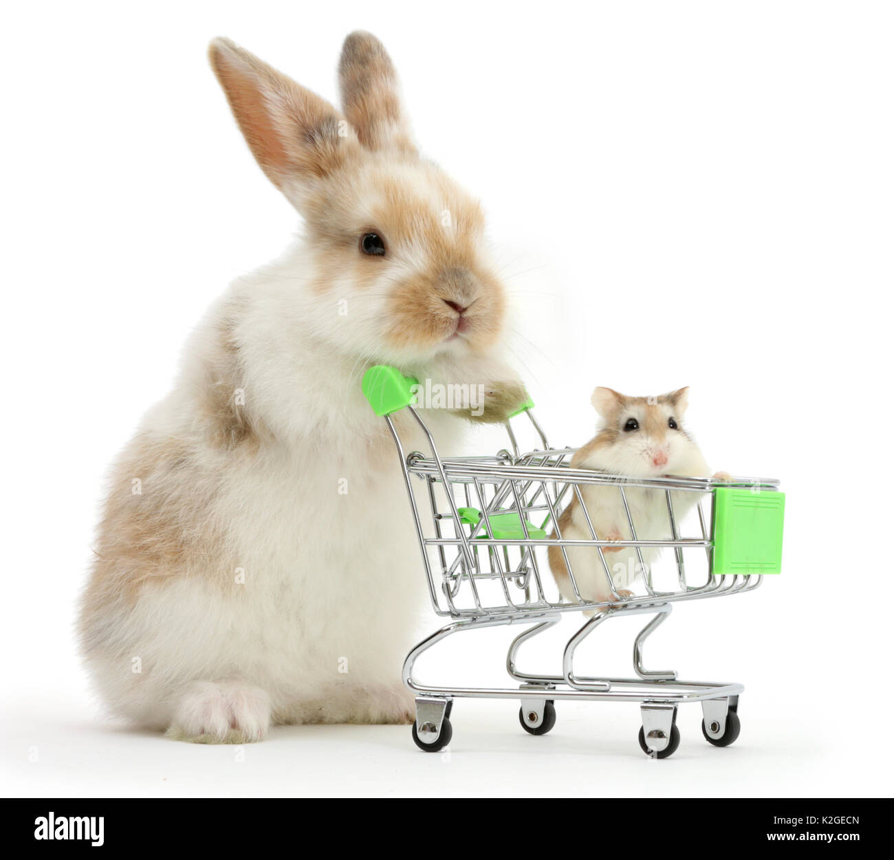 Young Rabbit with Roborovski hamster in shopping trolley Stock Photo - Alamy