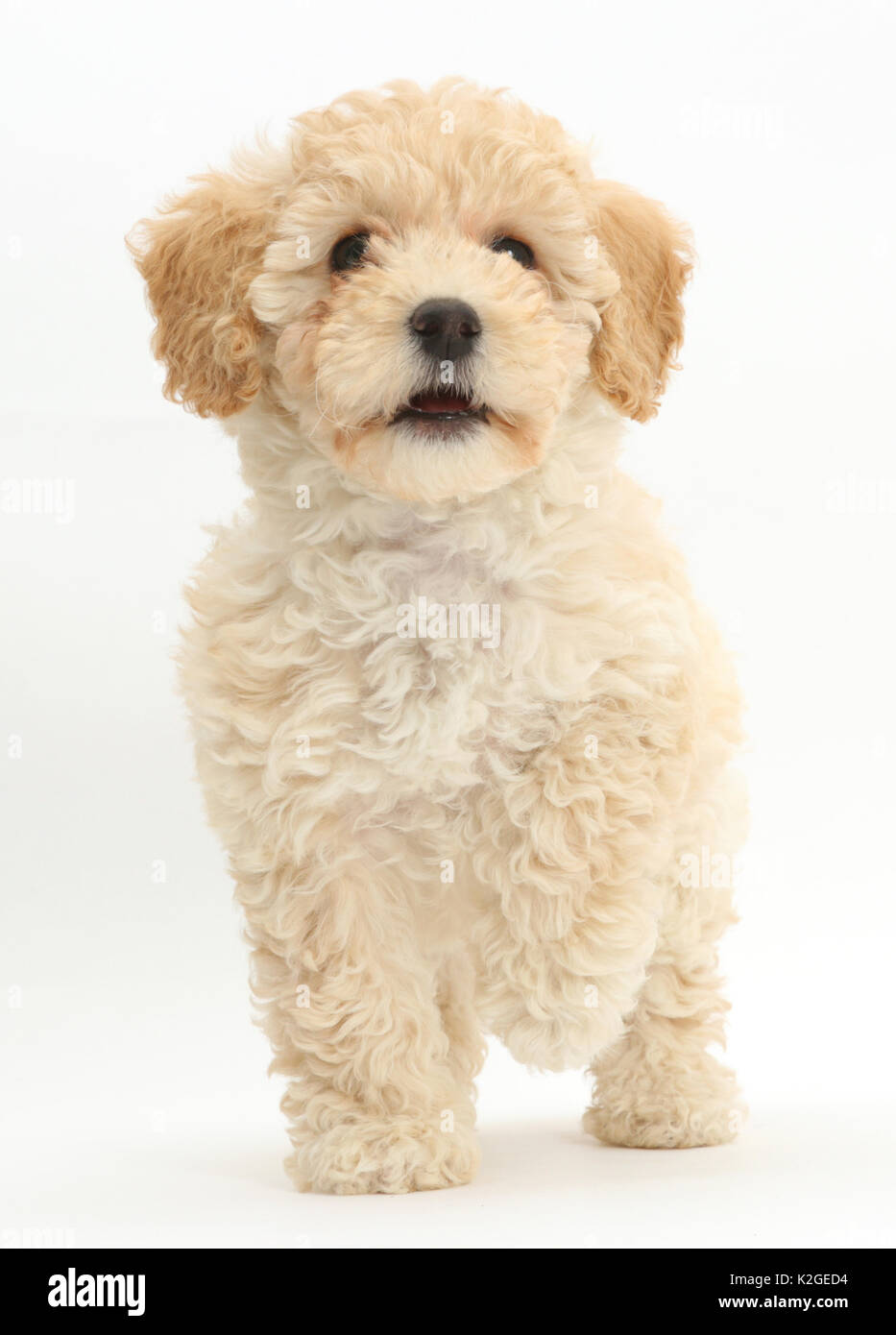 Poochon puppy, Bichon Frise cross Poodle, age 6 weeks Stock Photo - Alamy