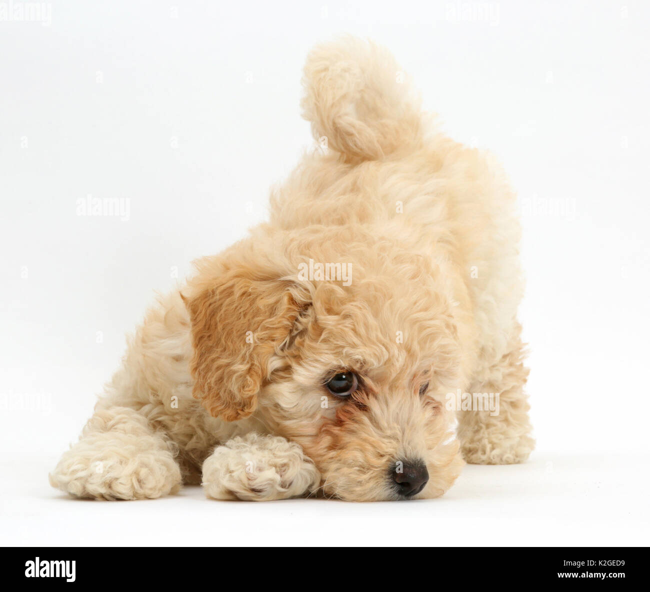 Poochon puppy, Bichon Frise cross Poodle, age 6 weeks in play bow. Stock Photo