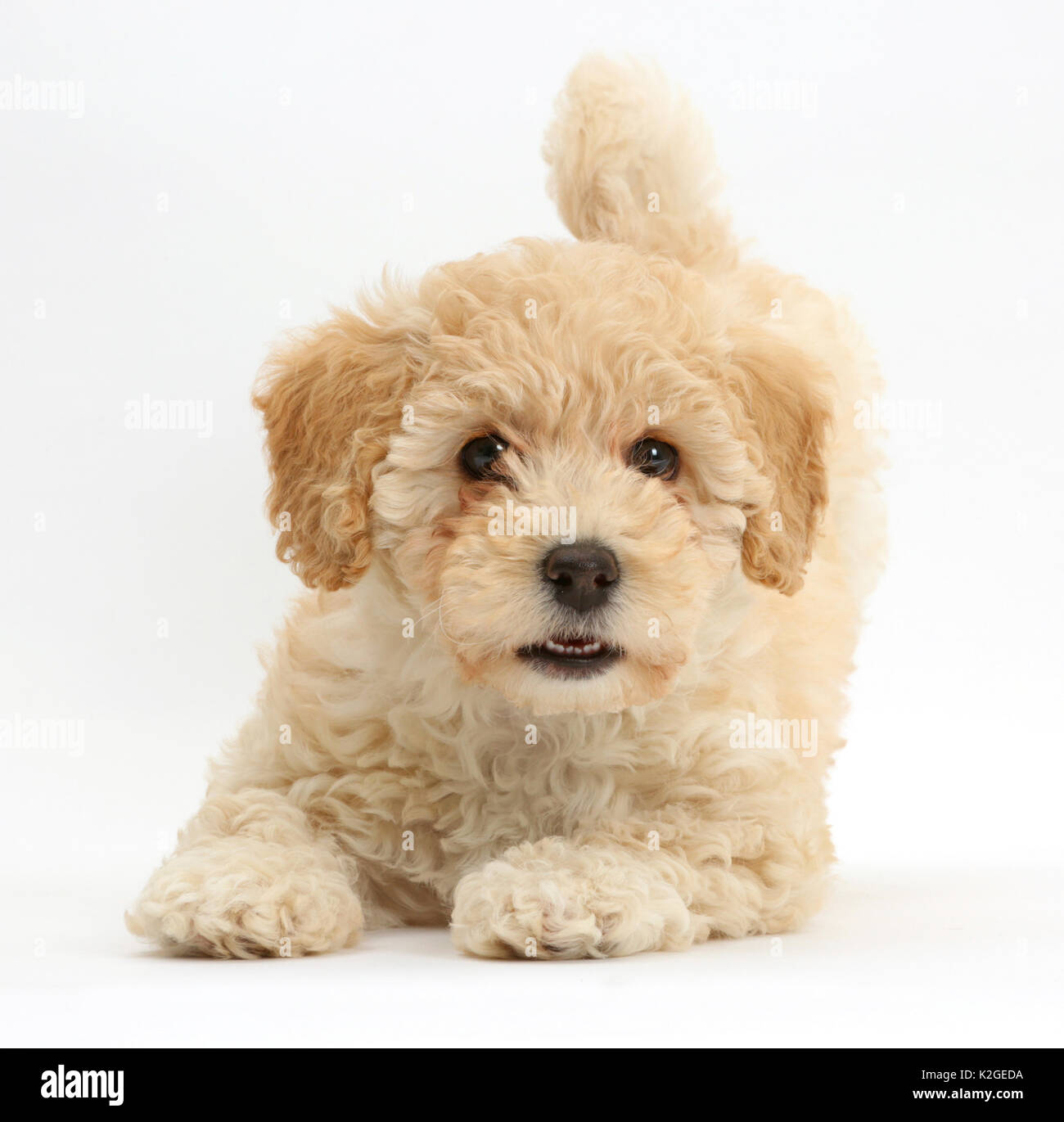 Poochon puppy, Bichon Frise cross Poodle, age 6 weeks Stock Photo - Alamy