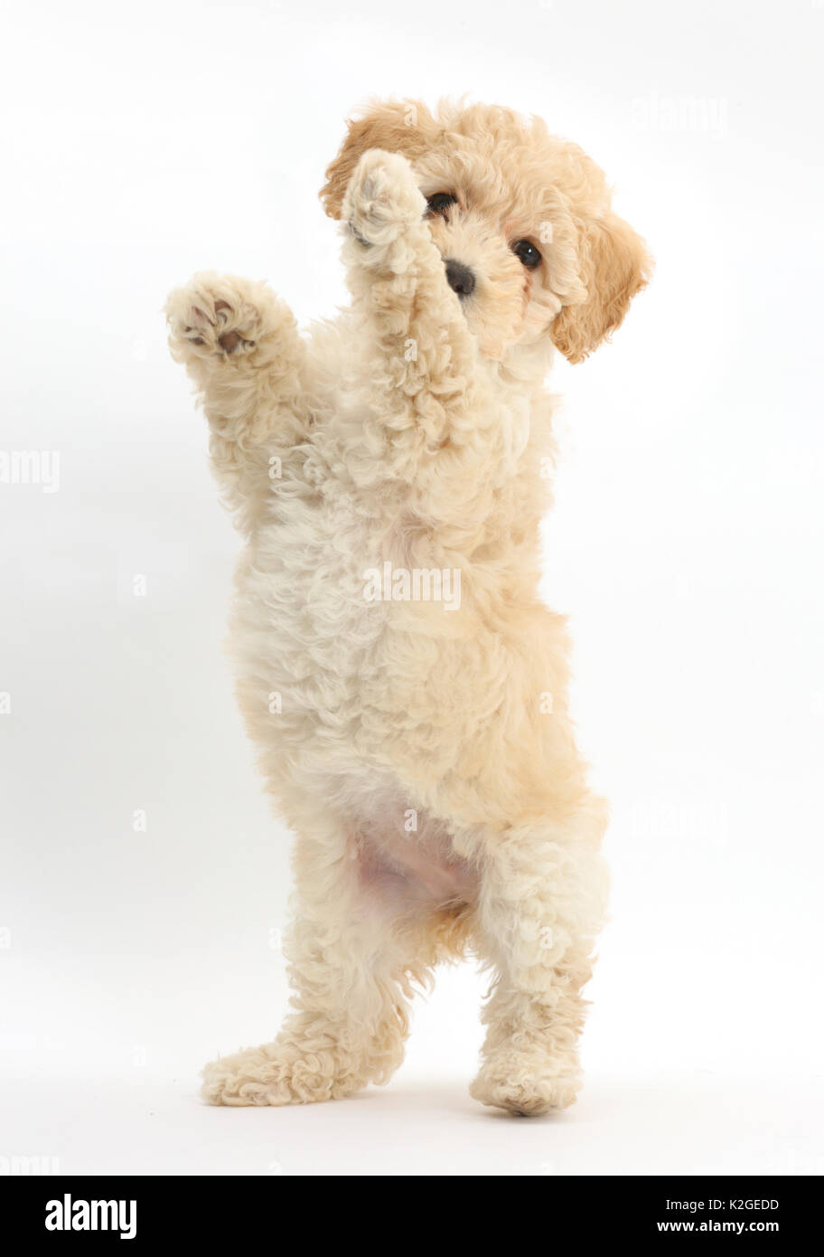 Poochon puppy, Bichon Frise cross Poodle, age 6 weeks standing on hind legs. Stock Photo