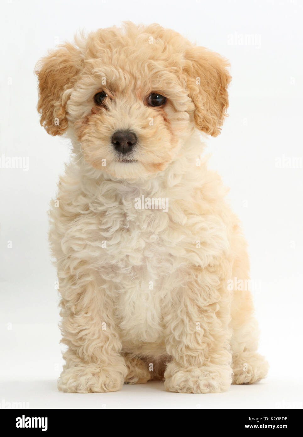 Poochon puppy, Bichon Frise cross Poodle, age 6 weeks. Stock Photo