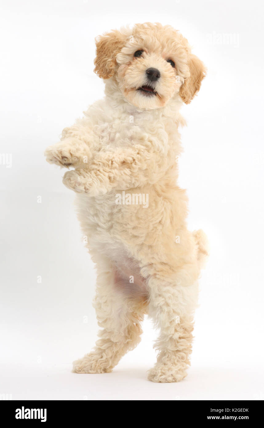 Poochon puppy, Bichon Frise cross Poodle, age 6 weeks standing on hind legs. Stock Photo