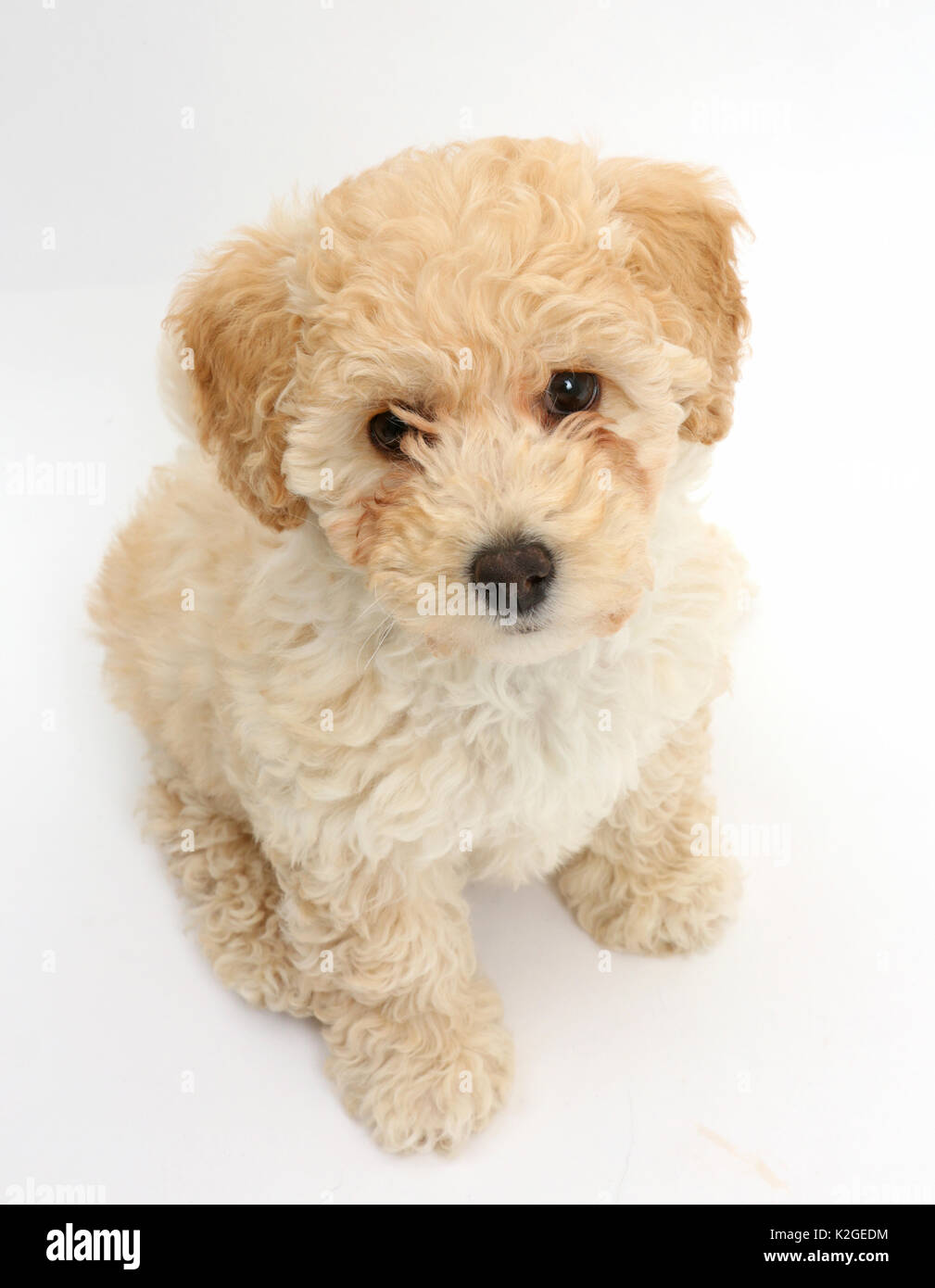 poochon puppy bichon frise cross poodle age 6 weeks K2GEDM