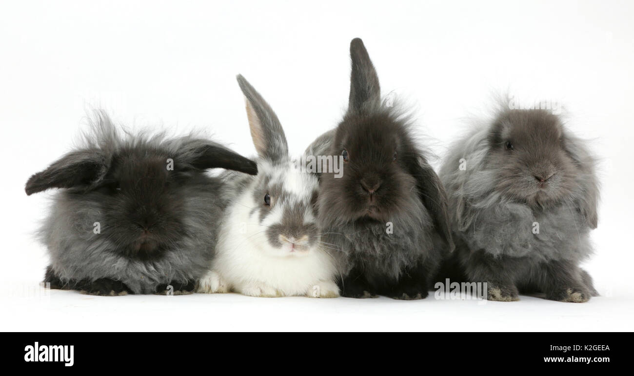Four fluffy Lionhead x Lop bunnys in a row. Stock Photo