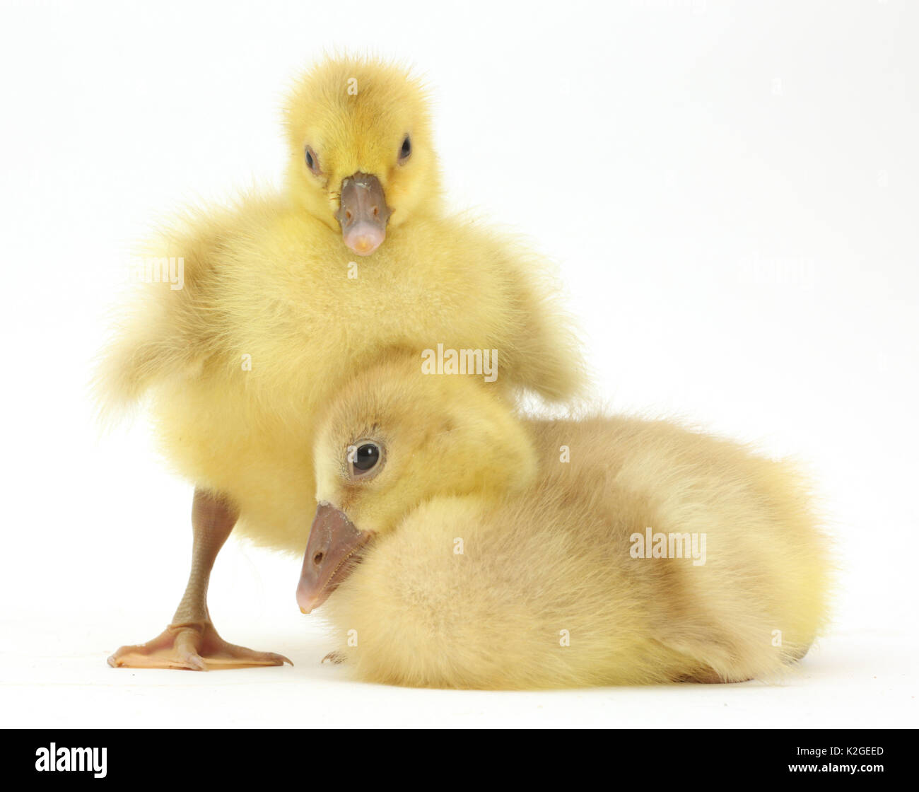 Two domestic goose, Embden x Greylag, goslings Stock Photo
