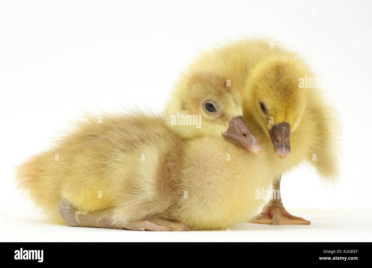Two domestic goose, Embden x Greylag, goslings. Stock Photo