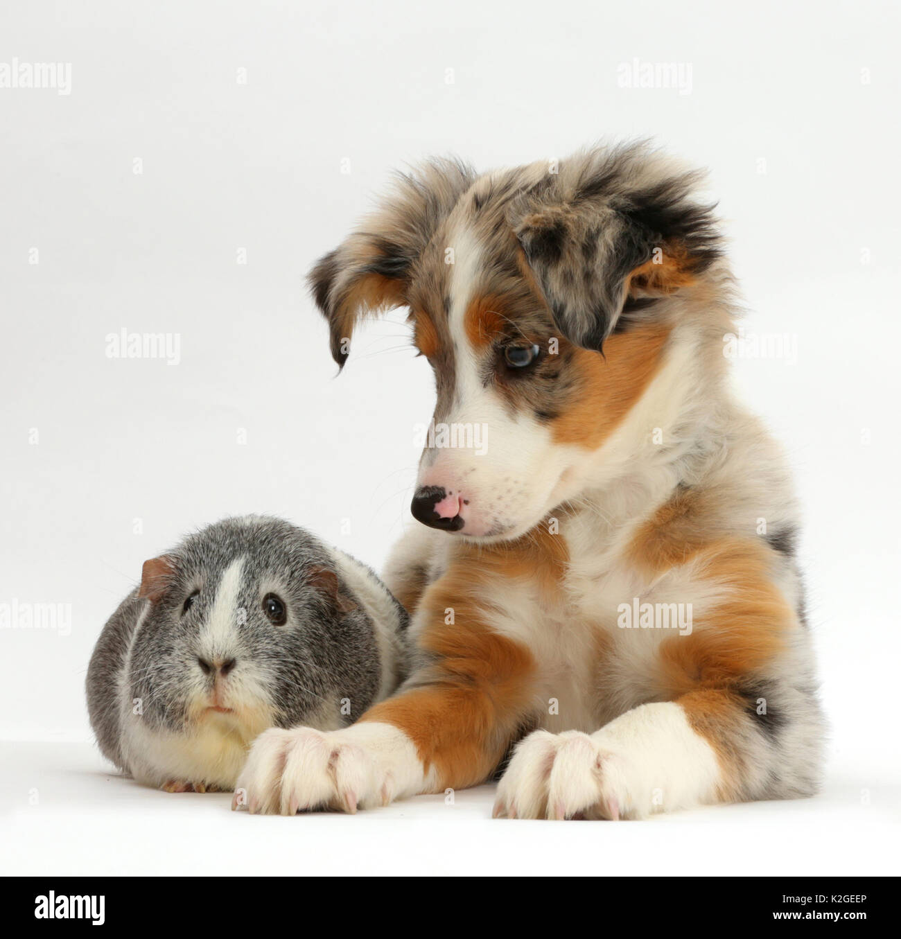 Tricolour merle Collie puppy, Indie,  age 10 weeks, with silver-and-white Guinea pig. Stock Photo