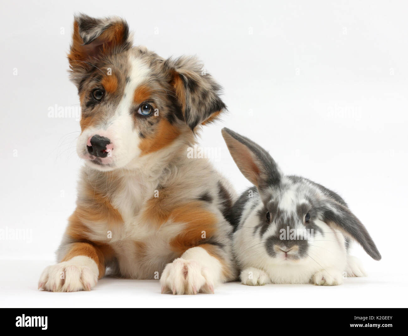 Tricolour merle Collie puppy, Indie, age 10 weeks, with blue-and-white rabbit. Stock Photo
