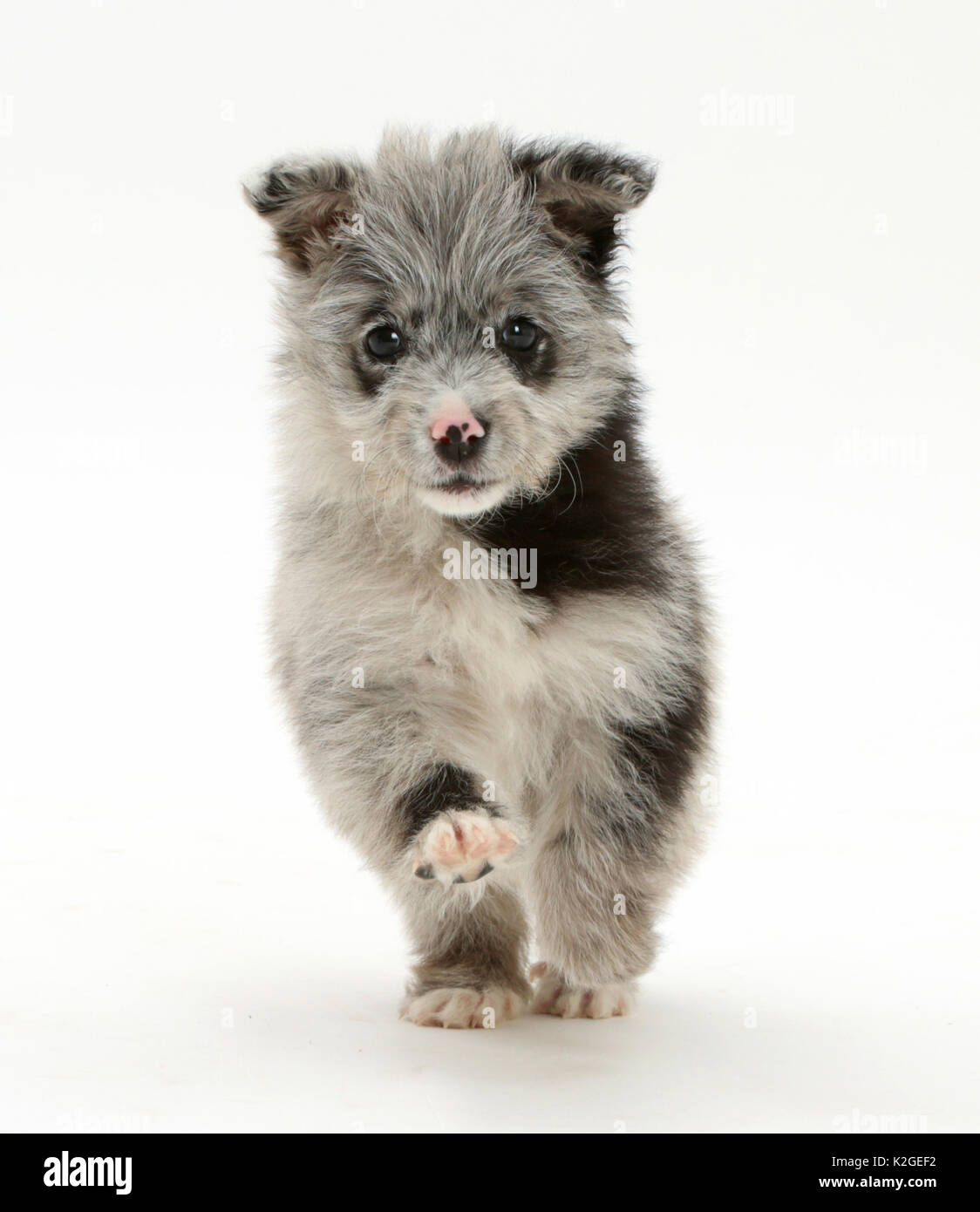 ChiPoo puppy, Chihuahua cross Poodle, Roxy, age 12 weeks, running. Stock Photo