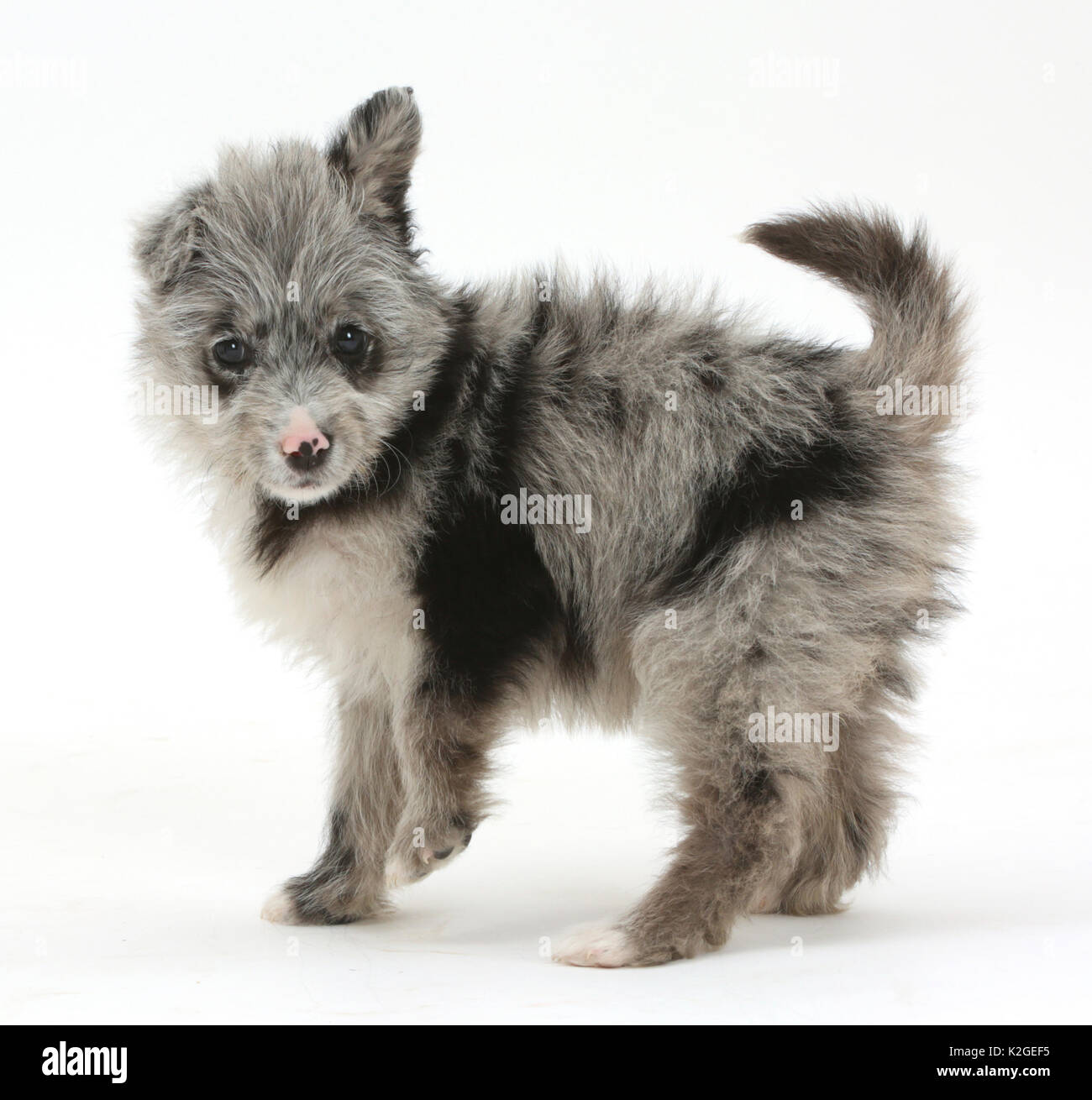 ChiPoo puppy, Chihuahua cross Poodle, Roxy, age 12 weeks, standing. Stock Photo