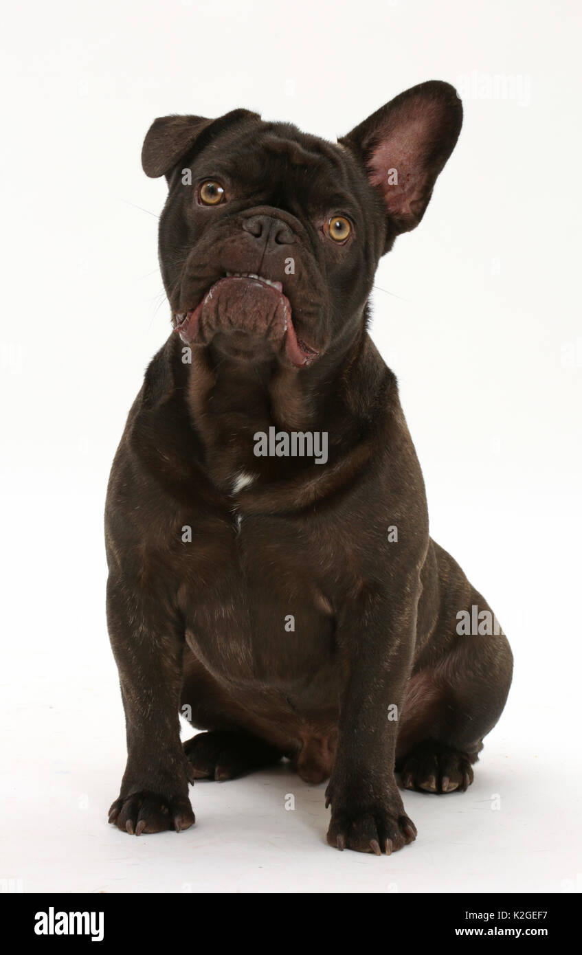 French Bulldog, Bentley, sitting. Stock Photo