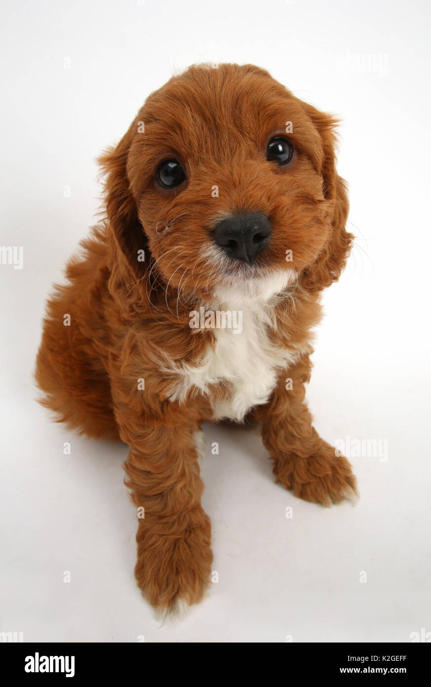Cavapoo puppy, Cavalier King Charles Spaniel x Poodle, age 6 weeks, sitting  and looking up Stock Photo - Alamy