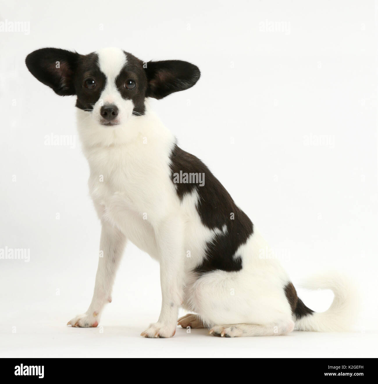 Papillon x Jack Russell Terrier dog, age 20 months, sitting with ears to side. Stock Photo