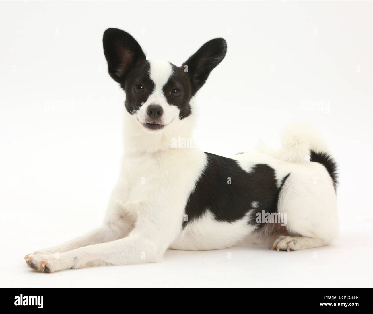 Papillon x Jack Russell Terrier dog, age 20 months Stock Photo - Alamy