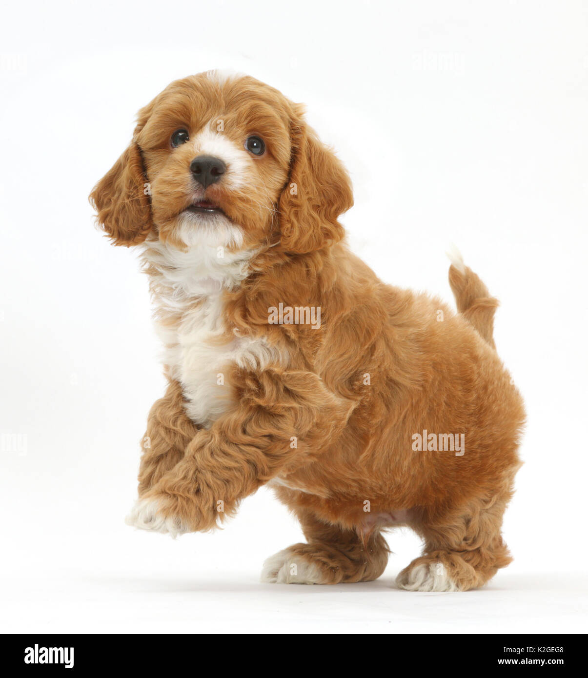 Cockapoo, Cocker spaniel cross Poodle puppy on hind legs. Stock Photo