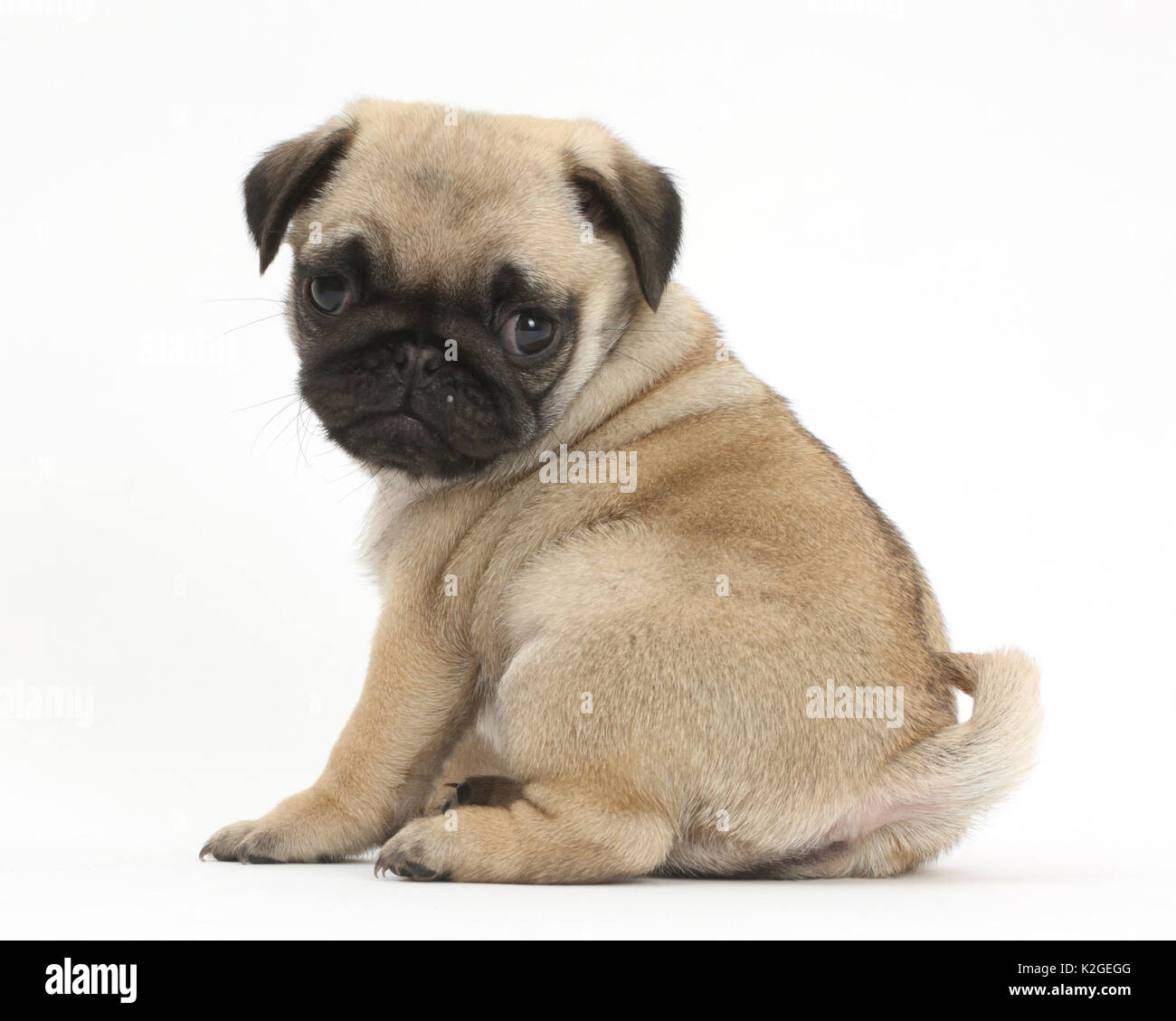 Pug puppy looking over shoulder. Stock Photo