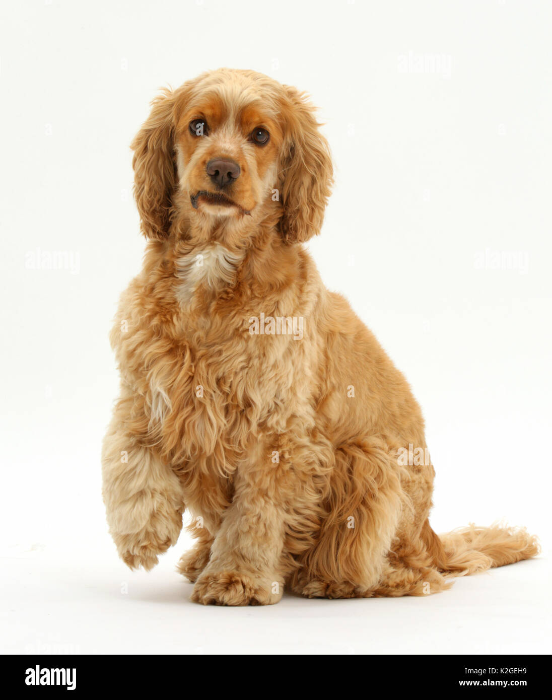 Golden Cocker spaniel dog, Henry, age 3 years, sitting with one paw raised. Stock Photo