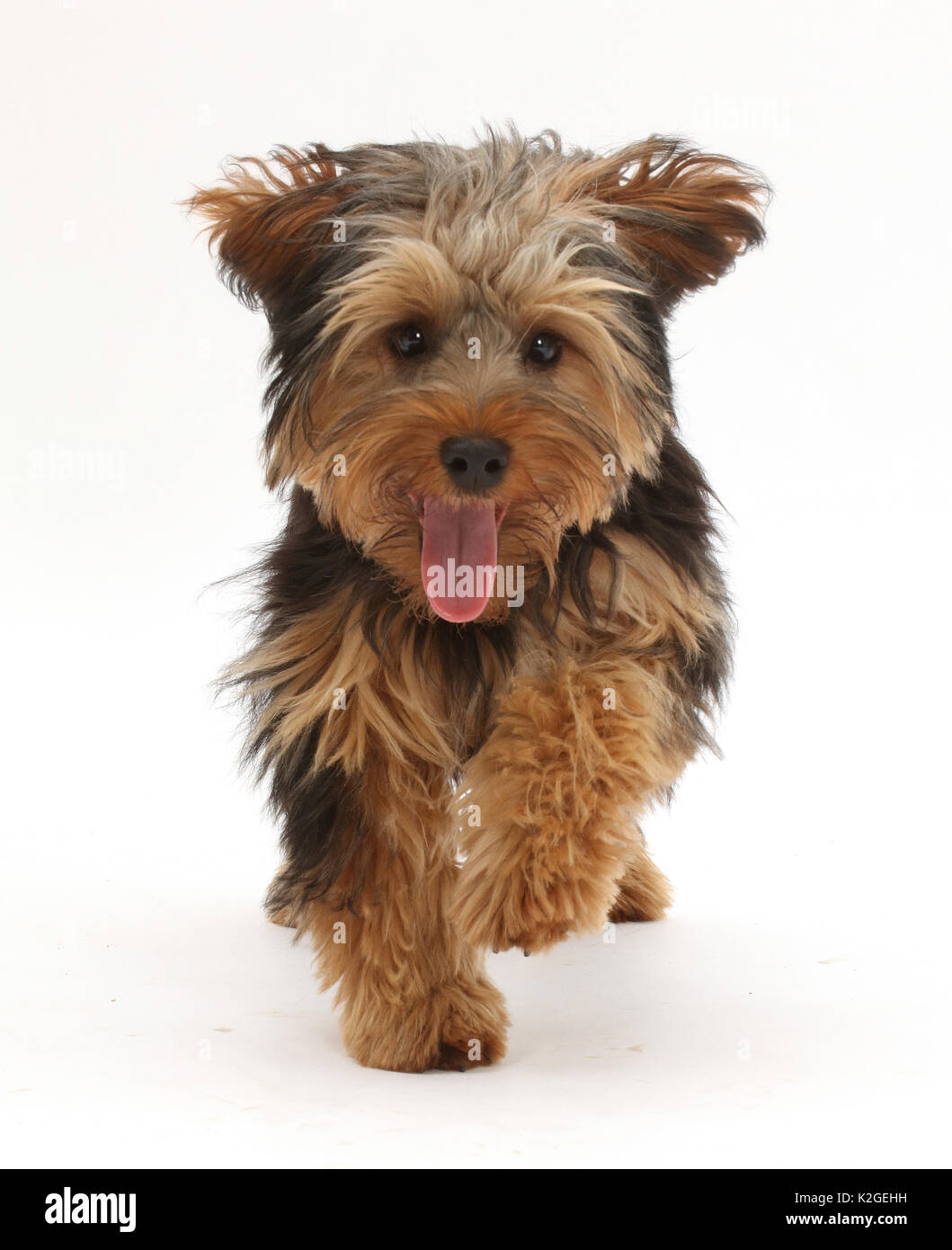 Yorkipoo dog, Yorkshire terrier cross Poodle, Oscar, age 6 months, running. Stock Photo