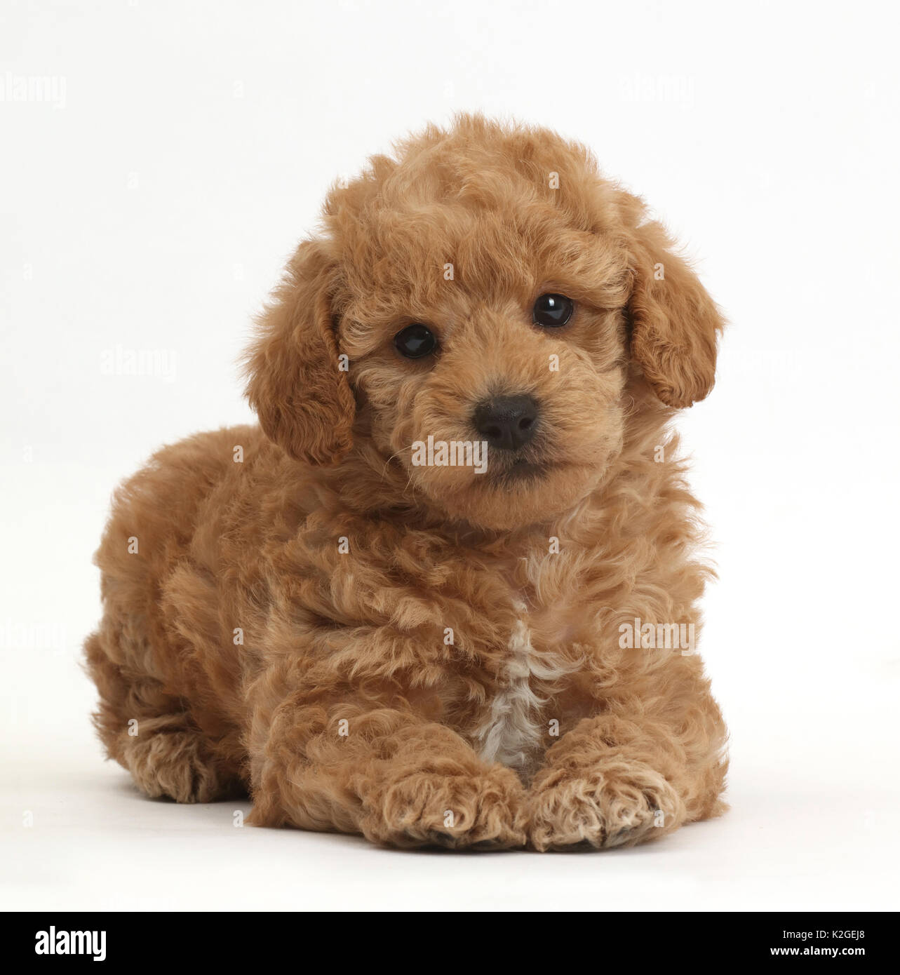 Golden retriever poodle cross stock photography and images - Alamy