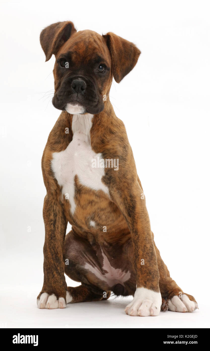 boxer dog puppy brown