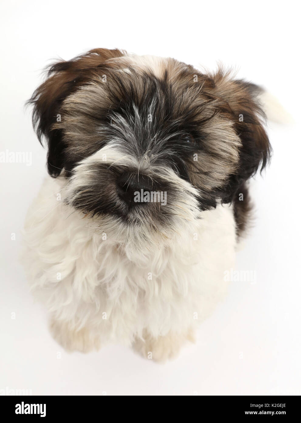 Are Tibetan Terrier Mixes Hypoallergenic