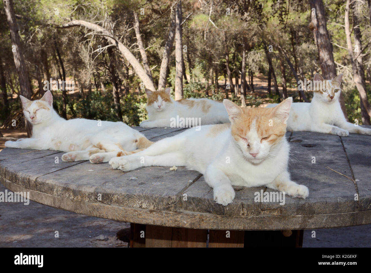 Feral Domestic cats (Felis catus) resting on an old cable drum in a forest clearing, Plaka, Kos, Dodecanese Islands, Greece, August. Stock Photo