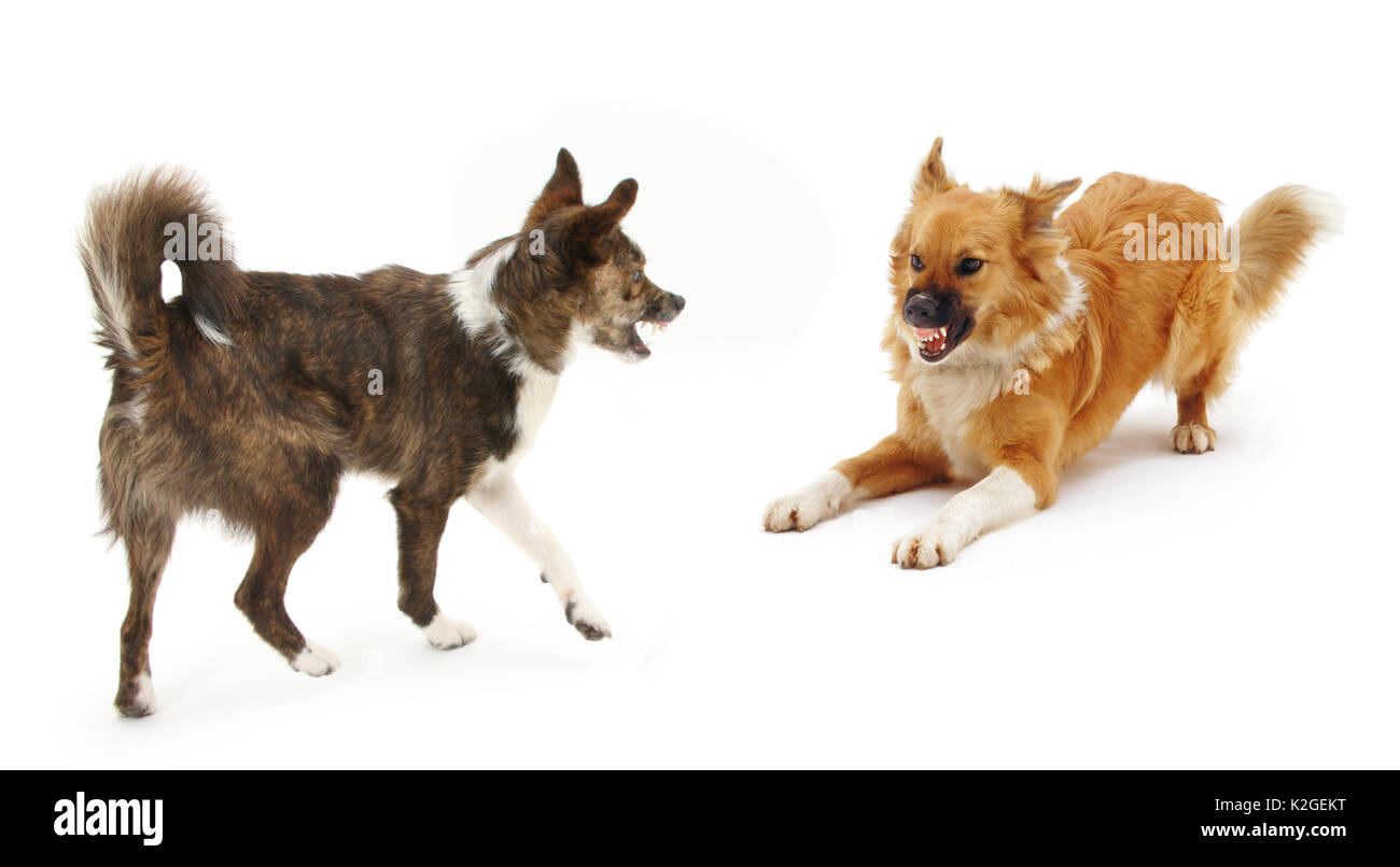 Collie cross dogs Brec and Bliss, exchanging angry snarls. Brec with hackles raised. Stock Photo