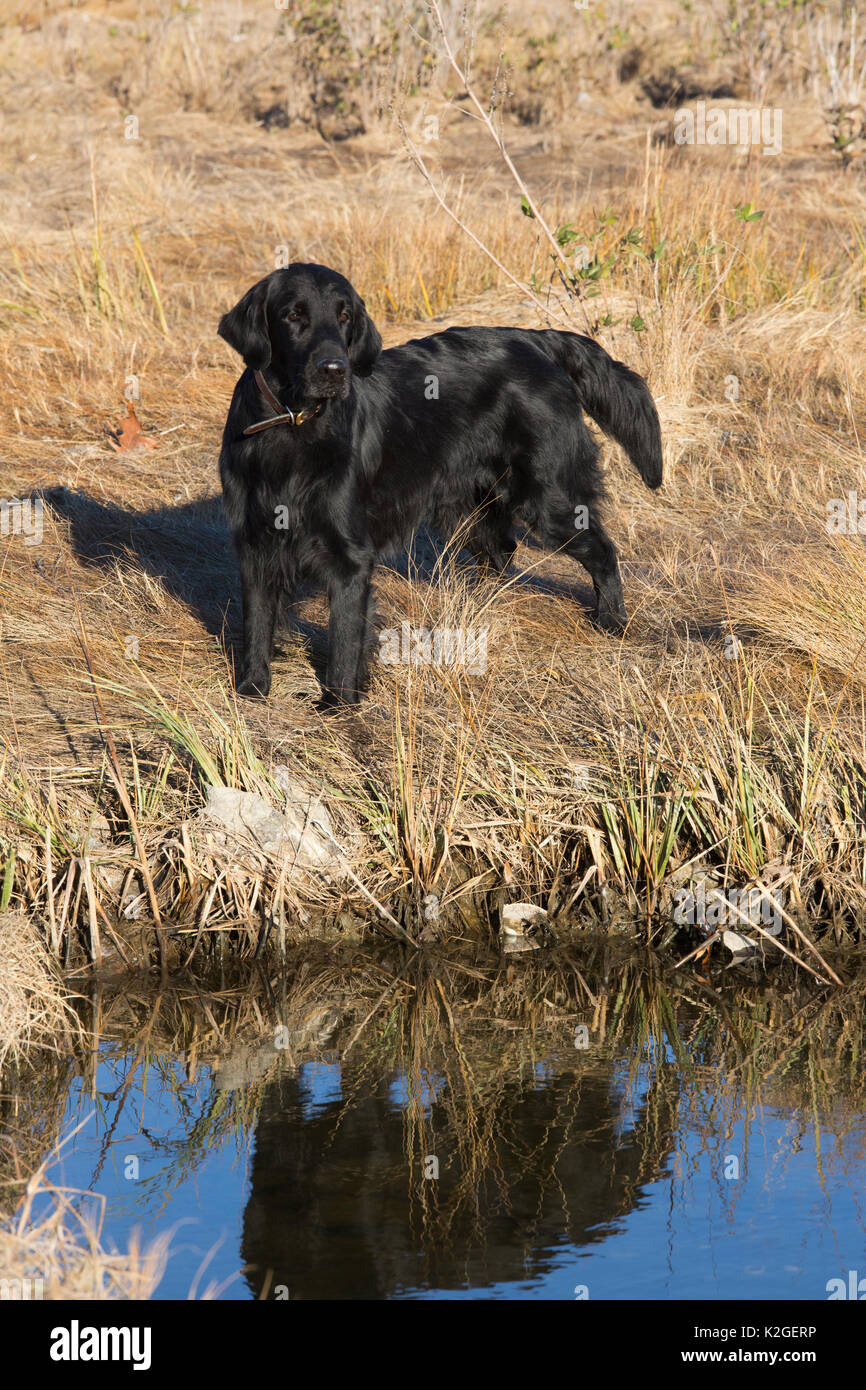 FlatCoated retriever in salt marsh meadow, Madison, Connecticut, USA