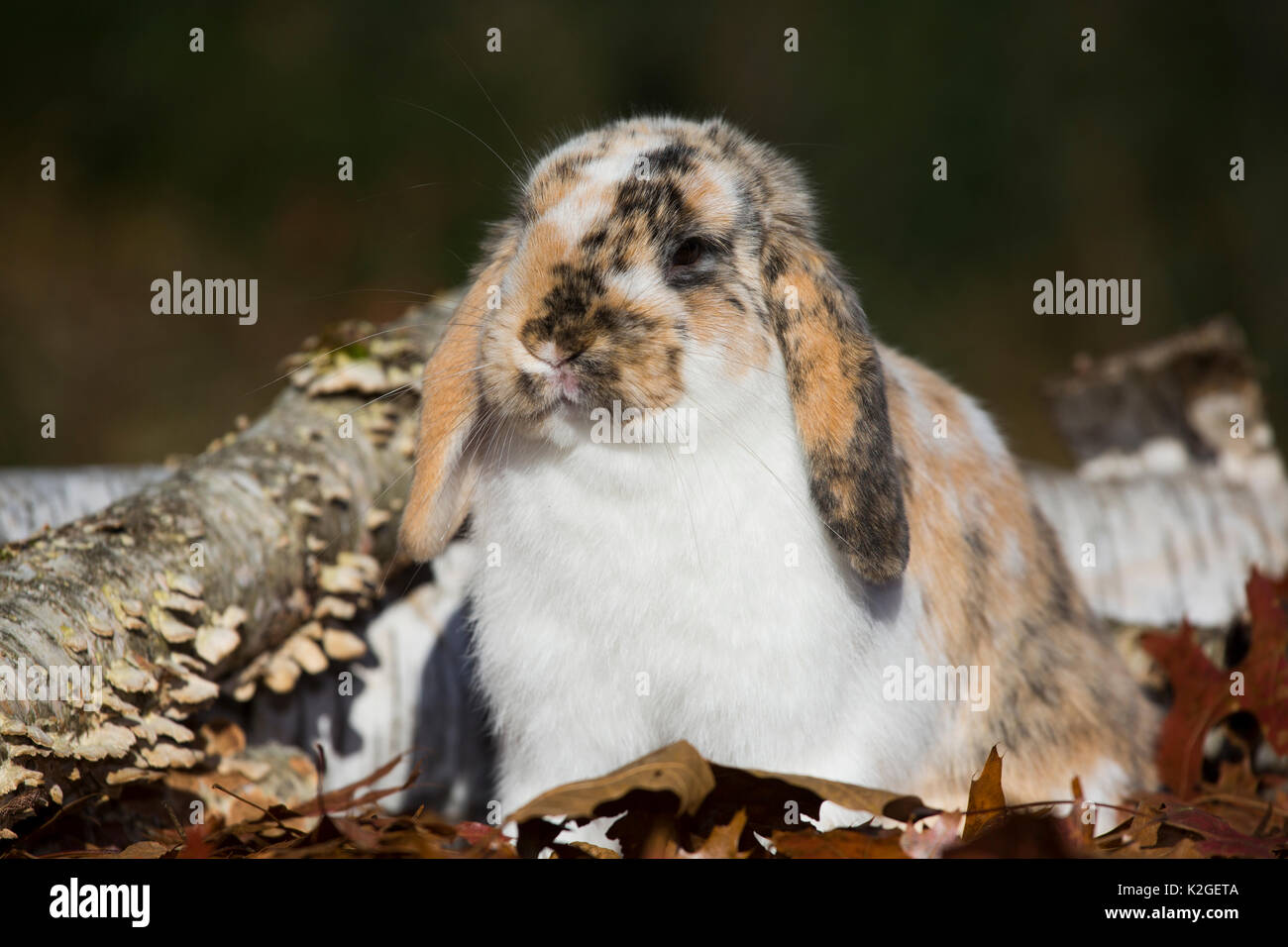 Holland Lop rabbit in oak leaves with Paper Birch log, Newington, Connecticut, USA Stock Photo