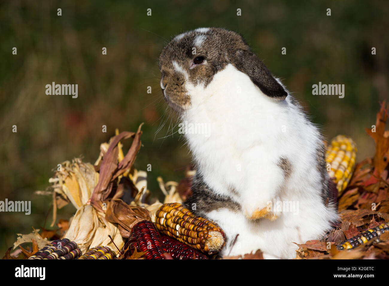 Holland Lop rabbit sitting up among oak leaves and Indian corn, Newington, Connecticut, USA Stock Photo