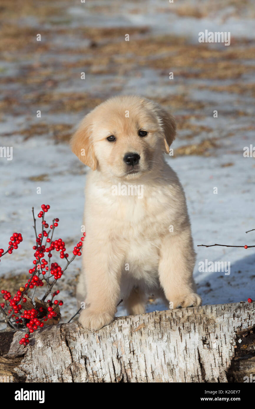 Golden retriever puppy, age 9 weeks in early January, Spencer, Massachusetts,  USA Stock Photo - Alamy