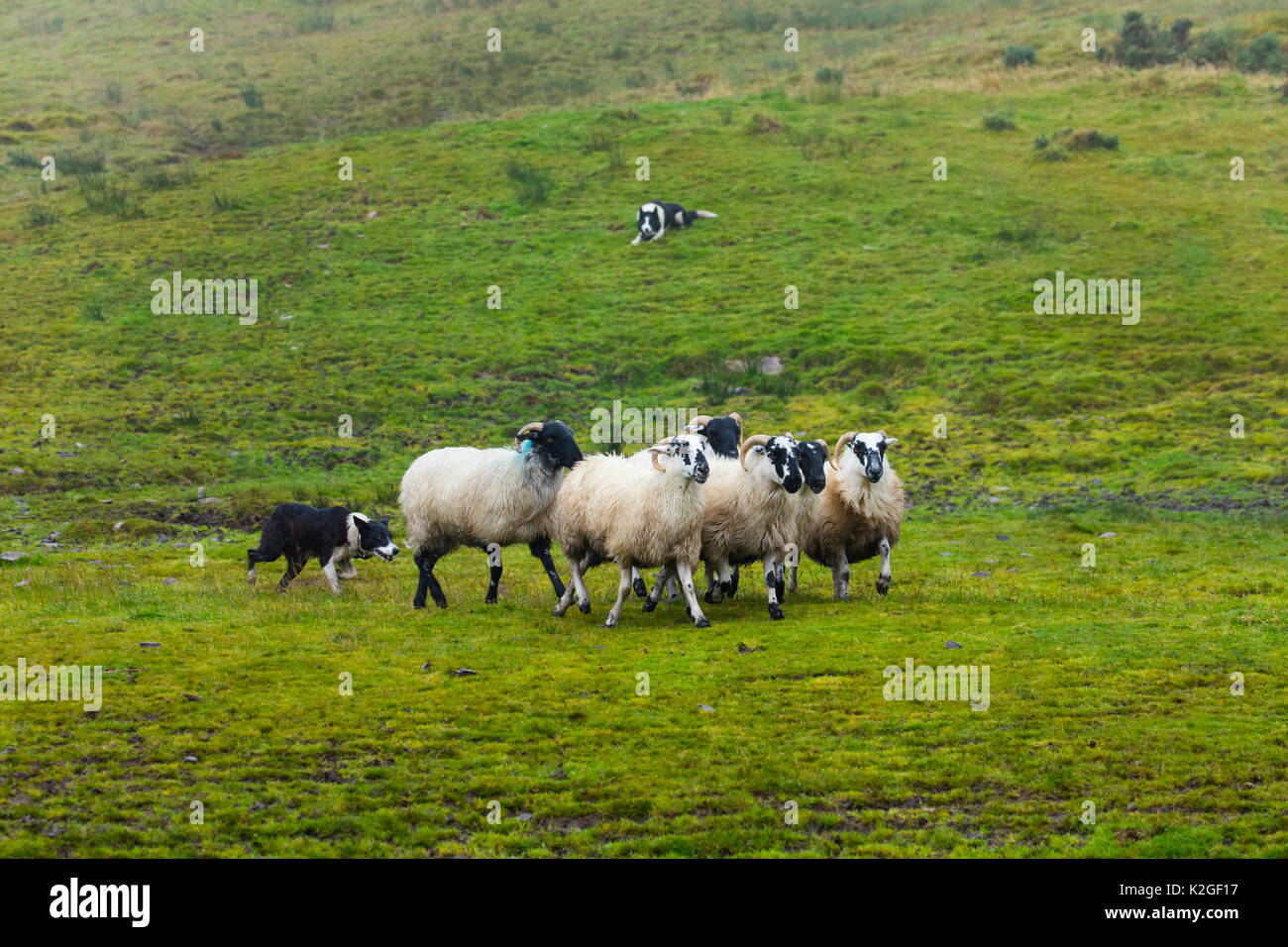 Sheepdog trials in Caitins, Kells Area, Ring of Kerry, Iveragh Peninsula, County Kerry, Ireland, Europe. September 2015. Stock Photo