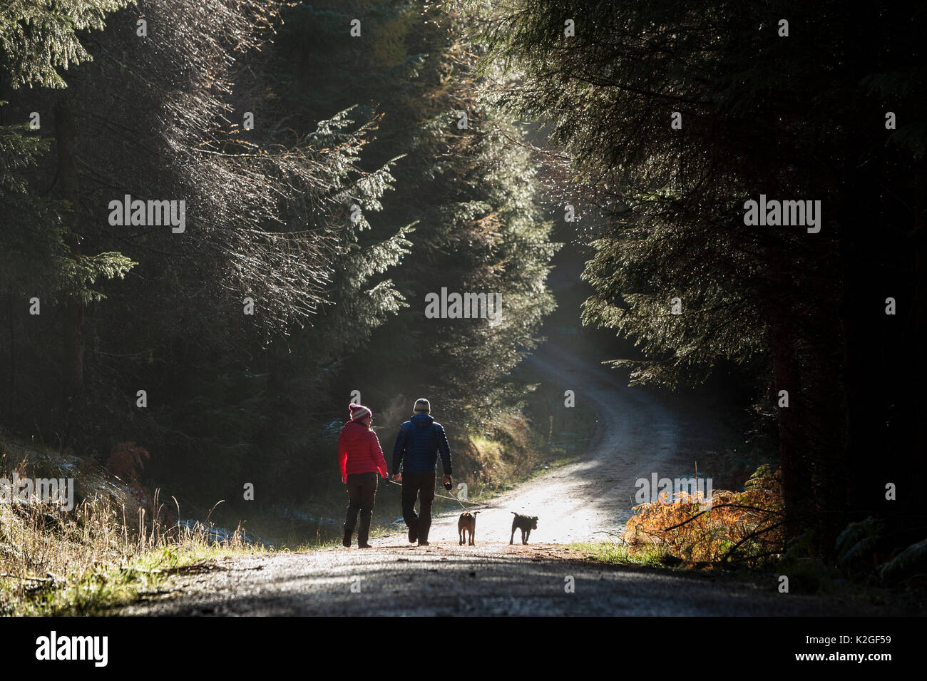 Walkers in Cardrona, Tweed Valley, Forestry Commission, Scotland, UK, November. Stock Photo