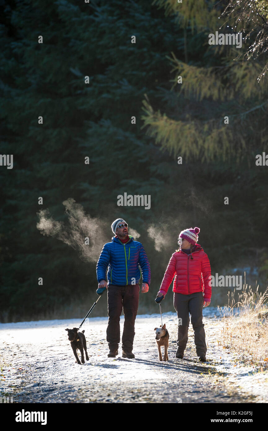 Walkers with dogs on lead in Cardrona, Tweed Valley Forestry Commission, Scotland, UK, November. Stock Photo