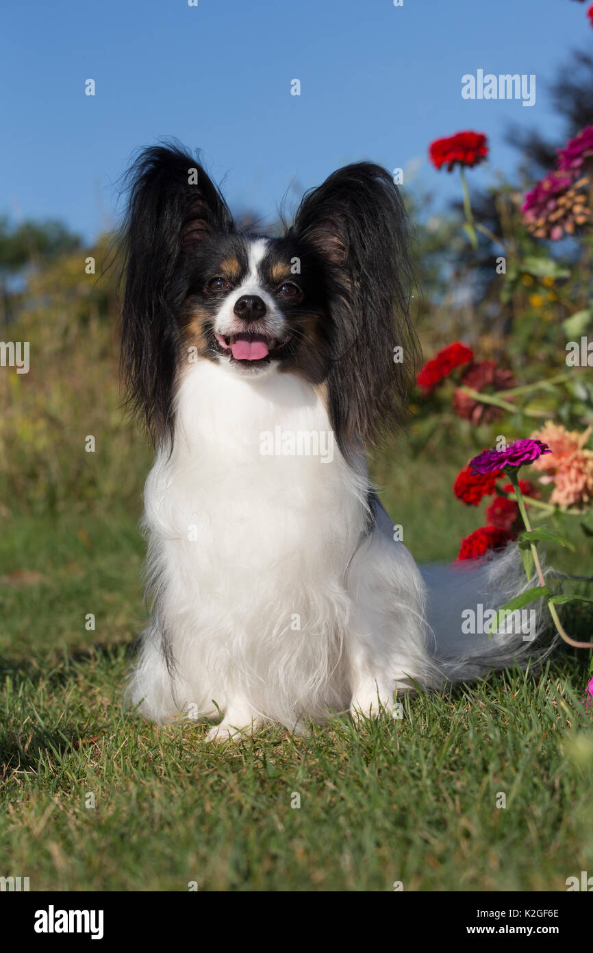 Male Papillon by late summer flowers,  USA Stock Photo