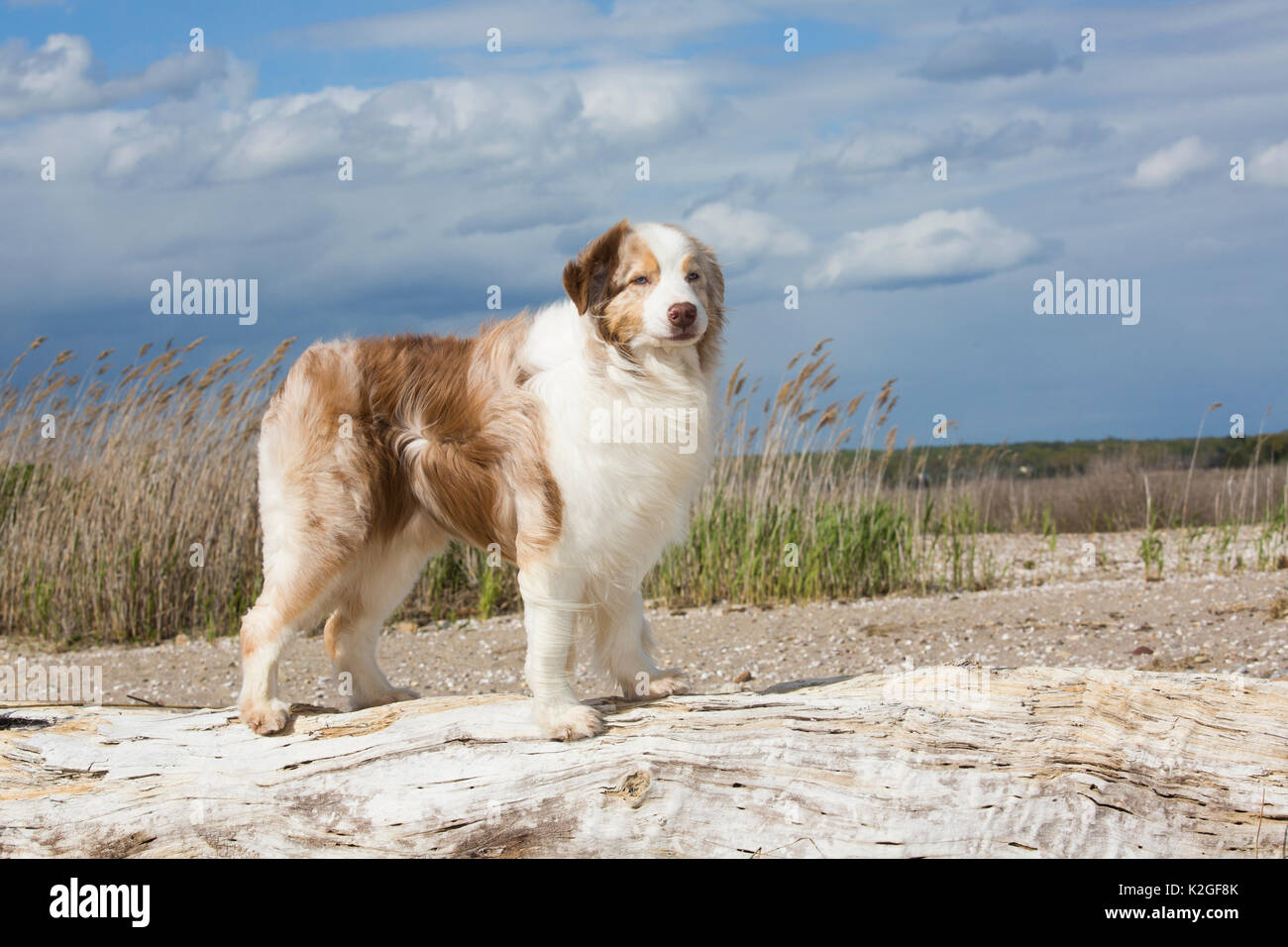 komme til syne nødvendighed Alcatraz Island Australian shepherd dog standing on a beach in stong wind, Connecticut, USA  Stock Photo - Alamy