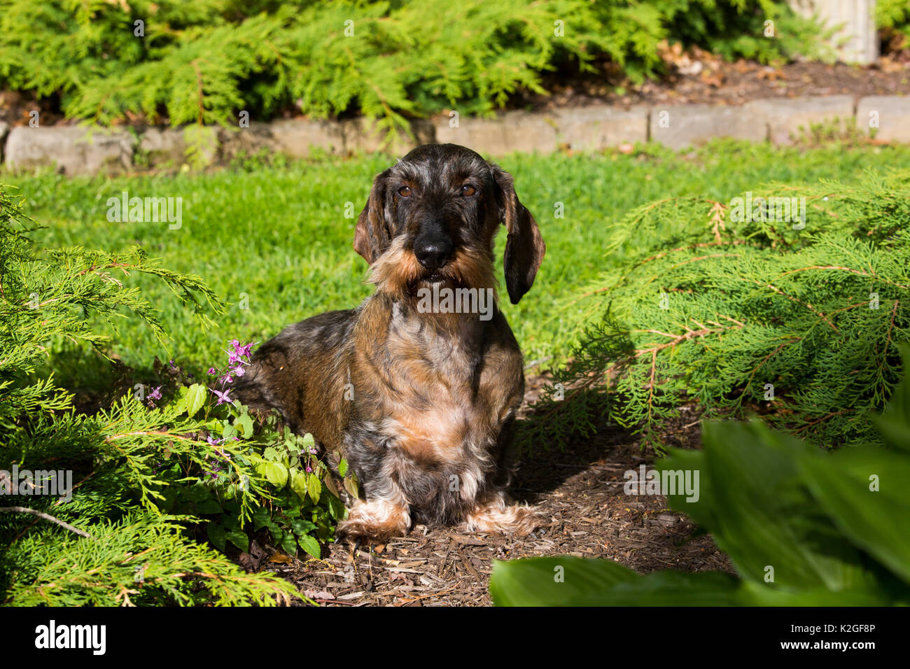 Standard wire haired dachshund in spring garden hires stock