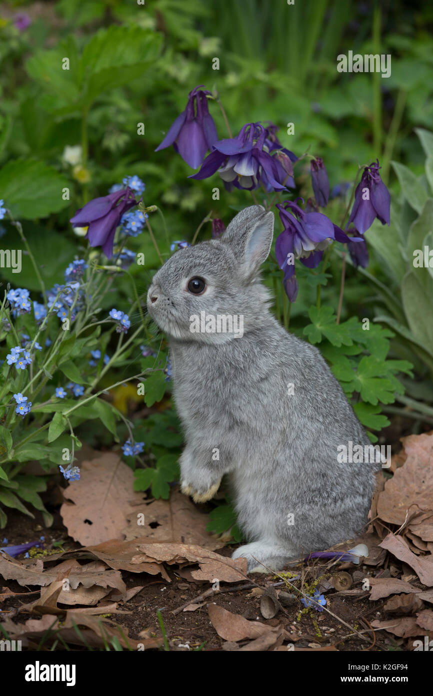 Baby Netherland Dwarf rabbit standing in spring garden, beside forget-me-nots and blue columbine, USA. Stock Photo