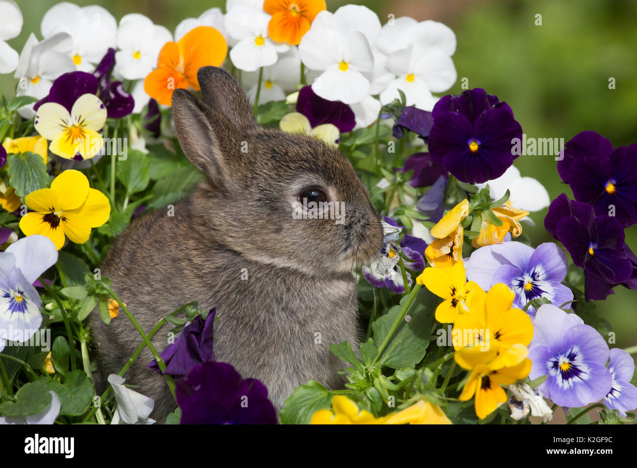 Baby Netherland Dwarf rabbit sitting amongst pansies, USA. Stock Photo