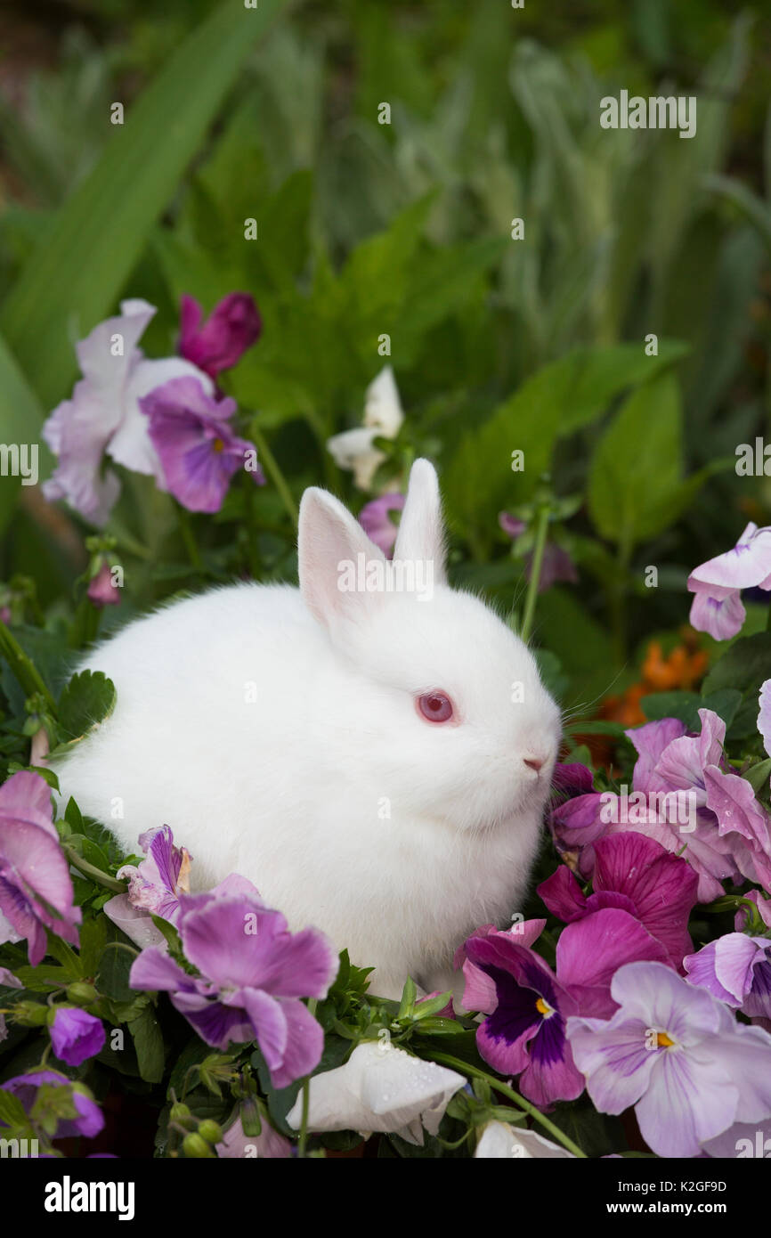 Baby Netherland Dwarf rabbit sitting amongst pansies, USA. Stock Photo